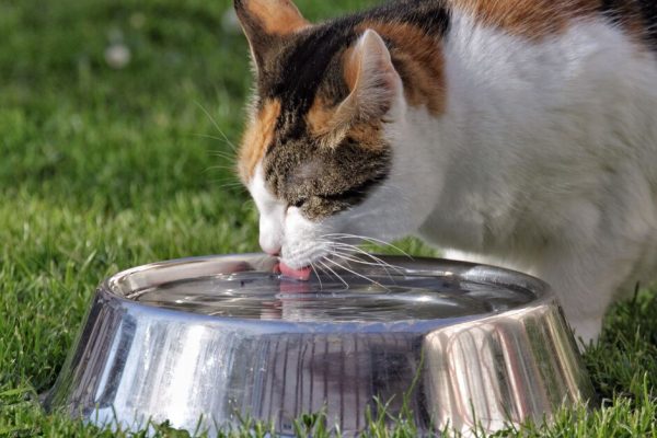 a cat drinking water from a metal pet dish