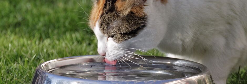 a cat drinking water from a metal pet dish