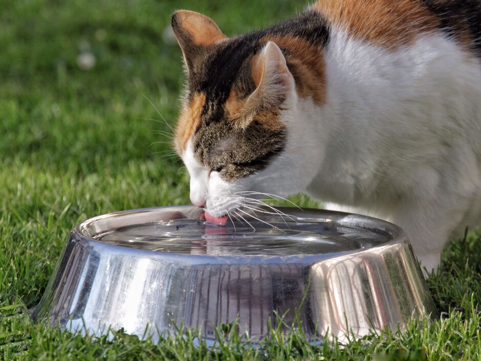 a cat drinking water from a metal pet dish