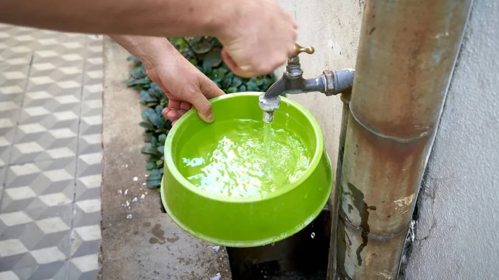 person filling up pet water bowl