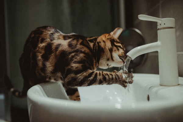 a cat putting its paw under running water