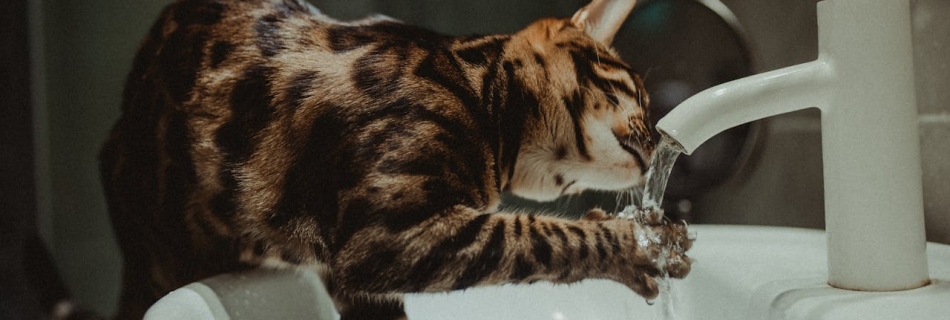 a cat putting its paw under running water