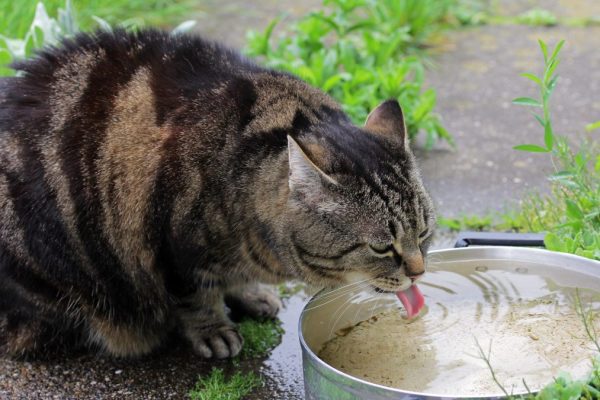 a cat drinking water from a bowl