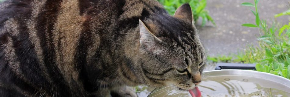 a cat drinking water from a bowl