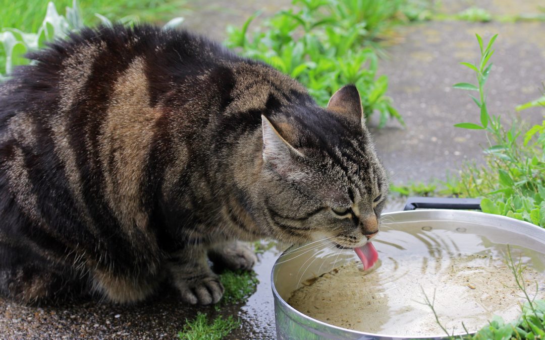 a cat drinking water from a bowl