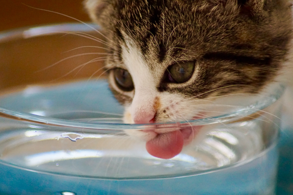 a cat drinking water from a transparent bowl