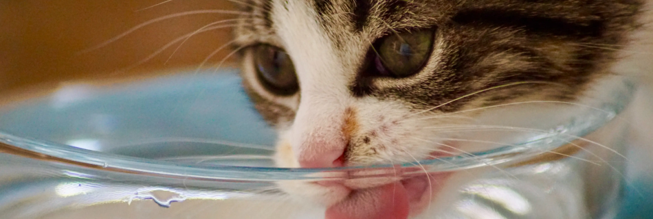 a cat drinking water from a transparent bowl